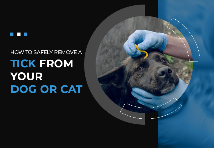 How to Safely Remove a Tick from Your Dog or Cat